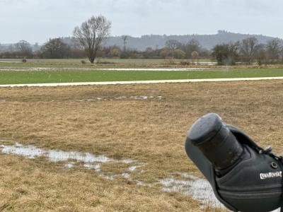Vernässte Fläche mit Einzelbaum