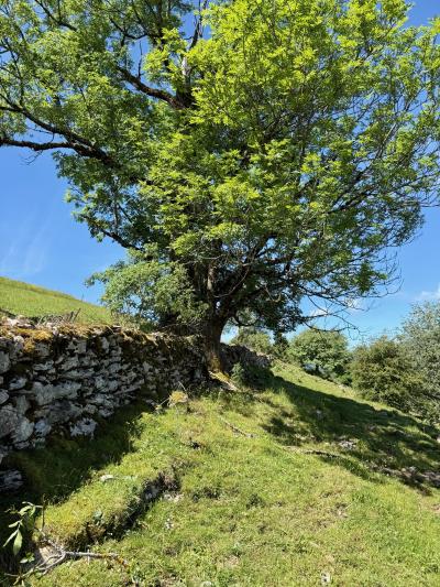 alte Trockenmauer mit integriertem Baum